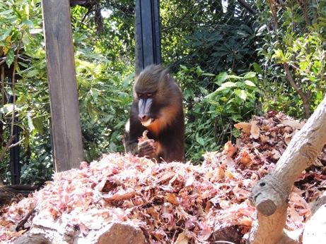 森で生活するマンドリル ｜動物たちのおはなし｜公園だより｜到津の森公園